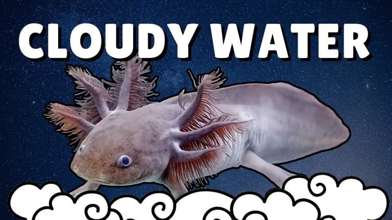Why is My Axolotl Tank Cloudy