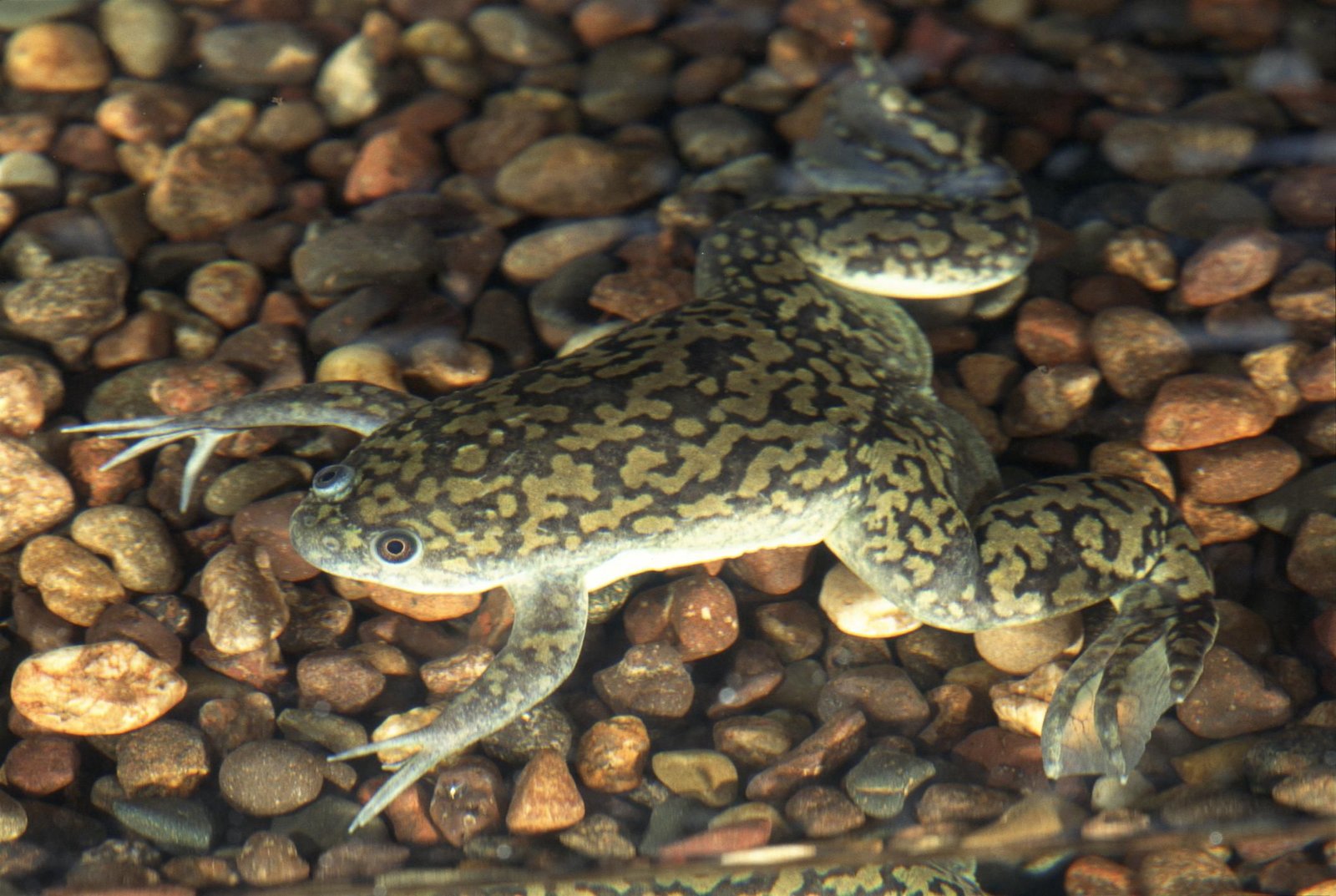 African Clawed Frog Care