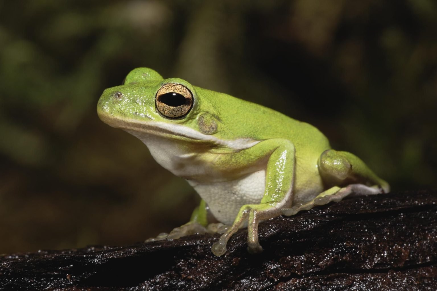 American Green Tree Frog Care - AMPHIPEDIA