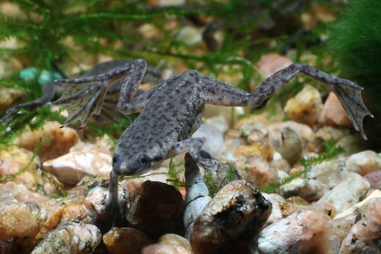 Aquatic Frog Care