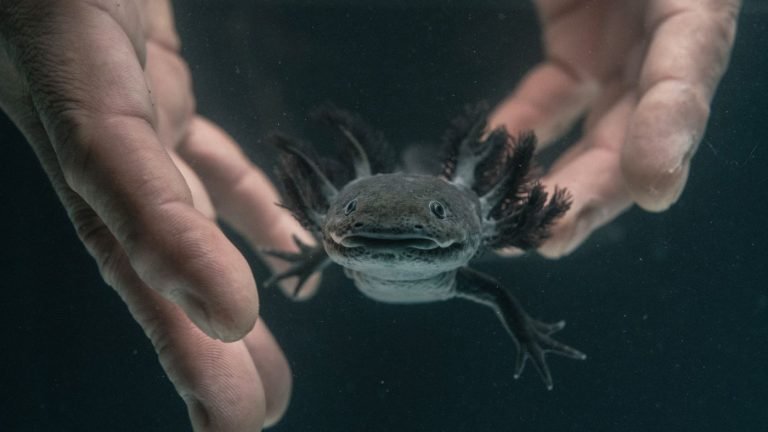 Are Axolotls Endangered