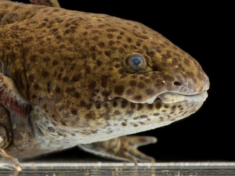 Axolotl Adulthood