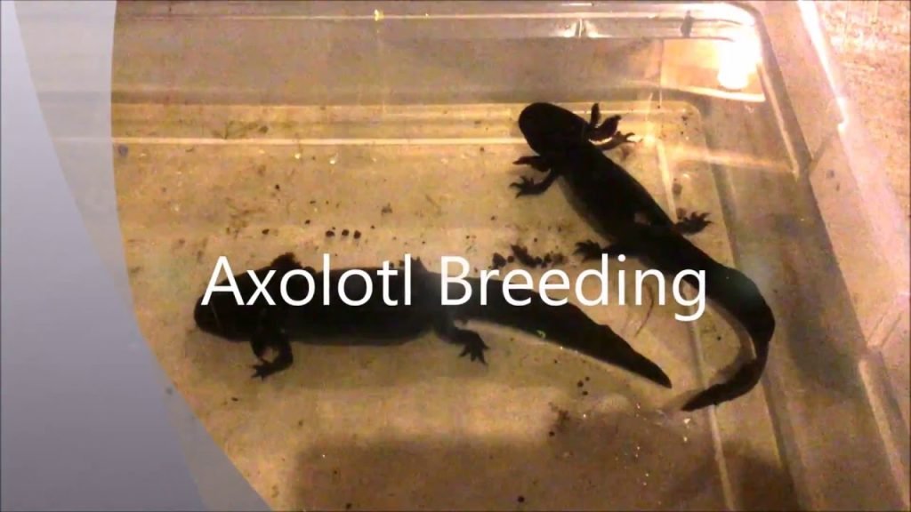 Axolotl Breeding AMPHIPEDIA axolotl-breeding-amphipedia