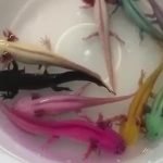 Axolotl Colours