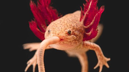 Axolotl Diet