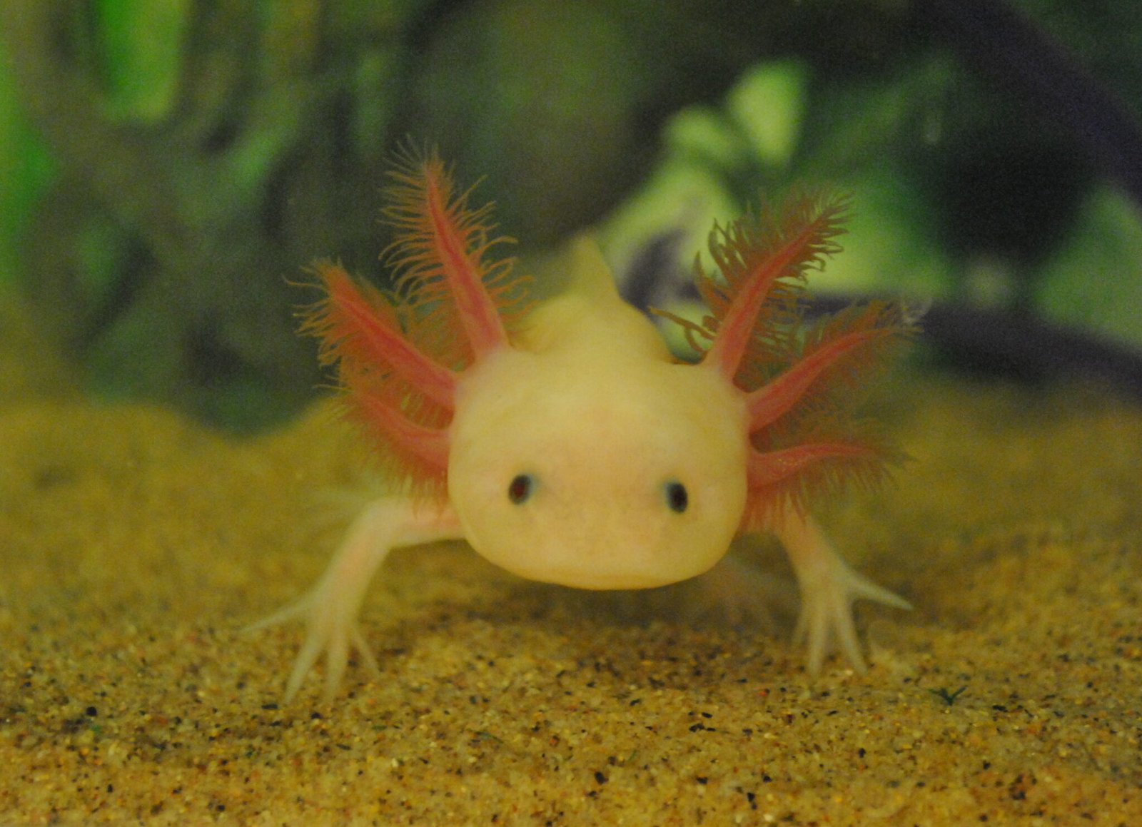 Axolotl Facts for Kids