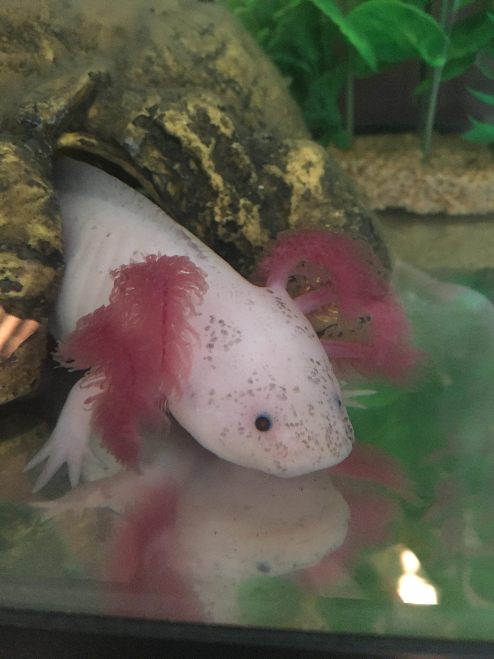 Axolotl Gills
