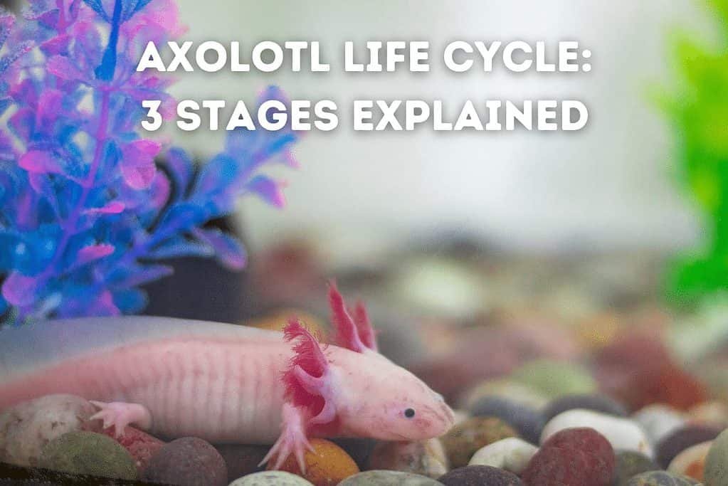 Axolotl Life Cycle
