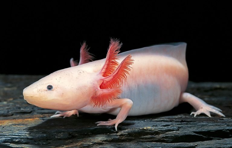 Axolotl Lifespan
