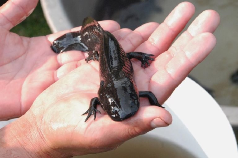Axolotl Out of Water