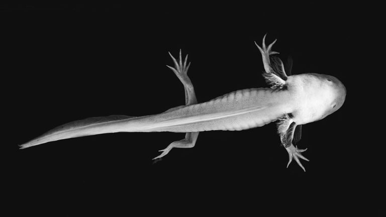 Axolotl Sickness