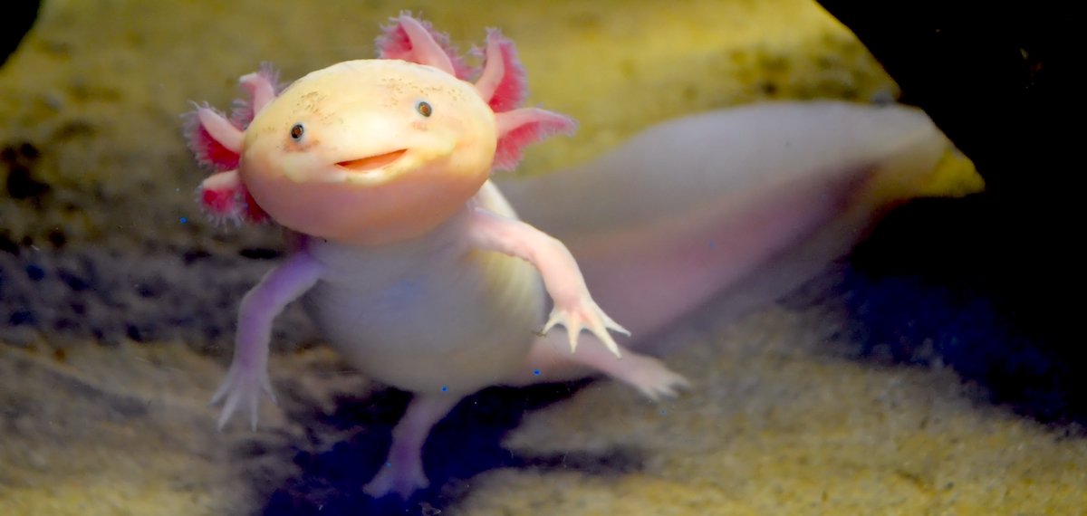Axolotl Smile
