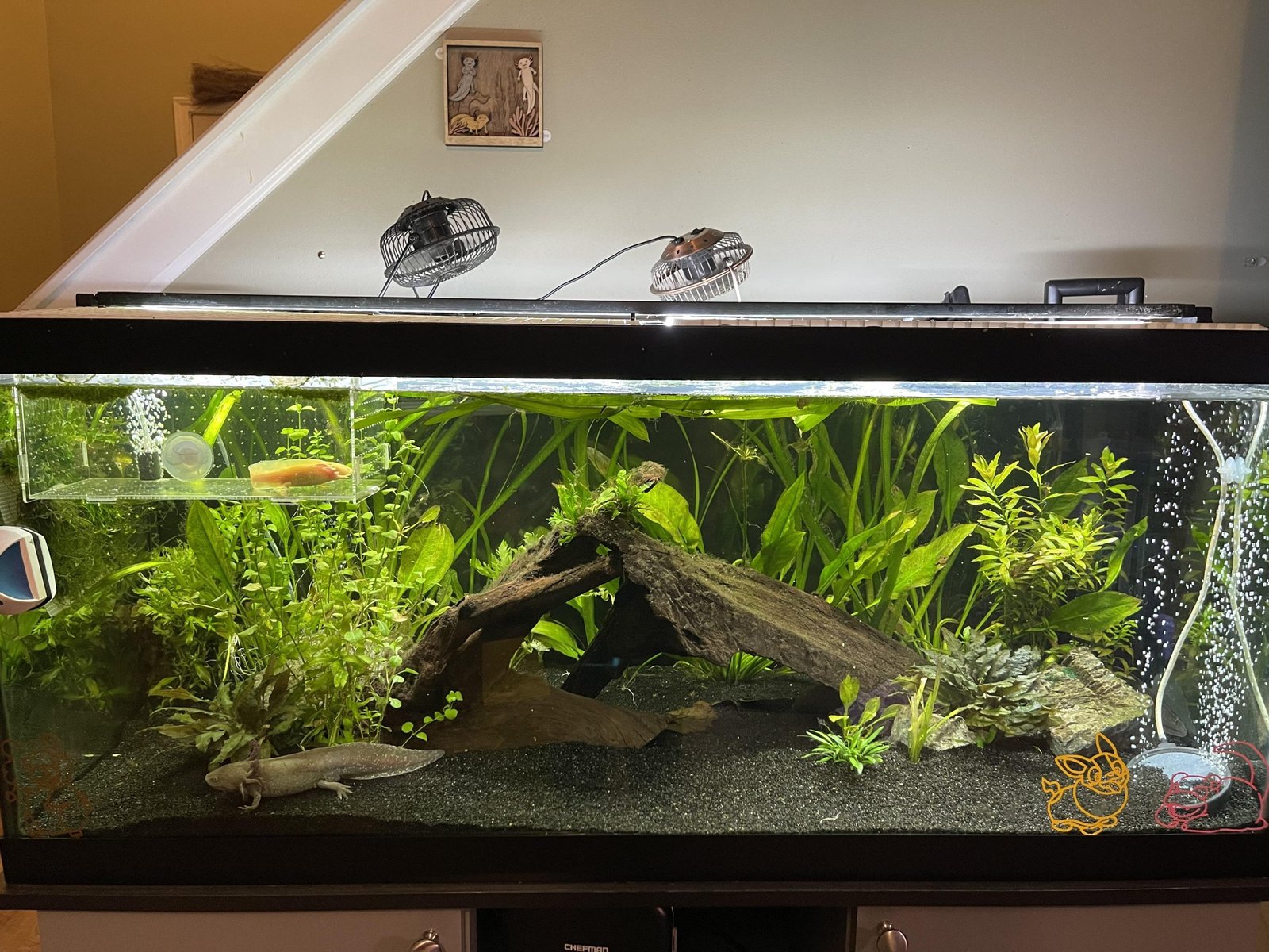 Axolotl Tank