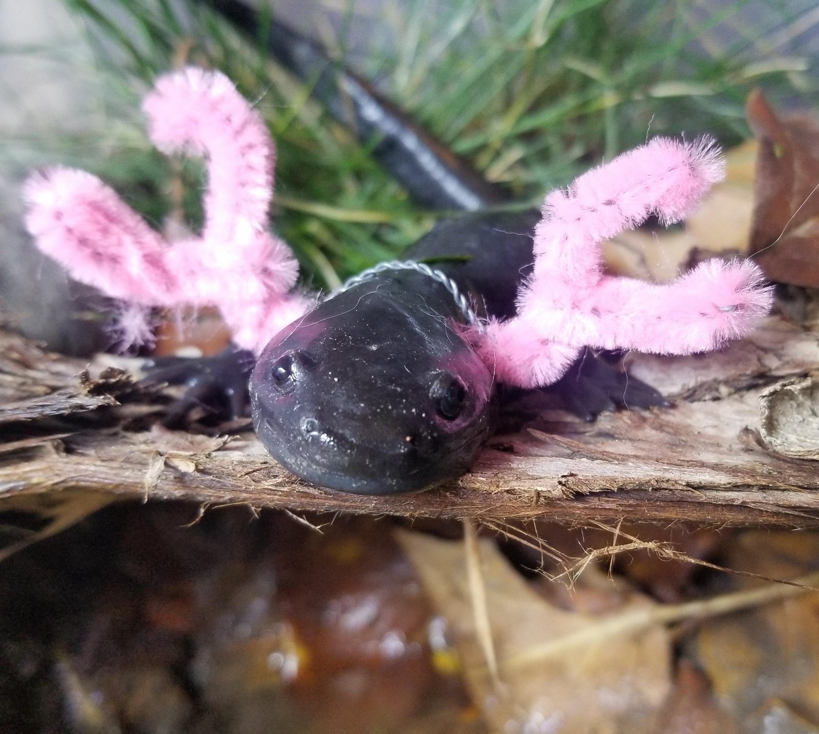 Axolotl Turning into Salamander
