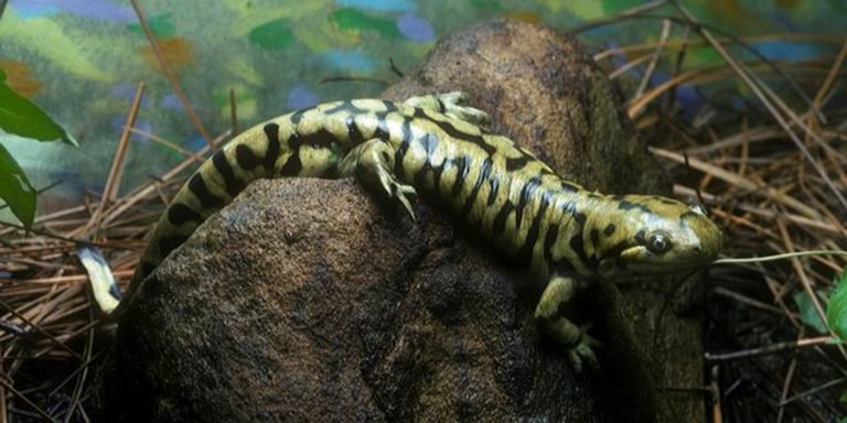 Barred Tiger Salamander