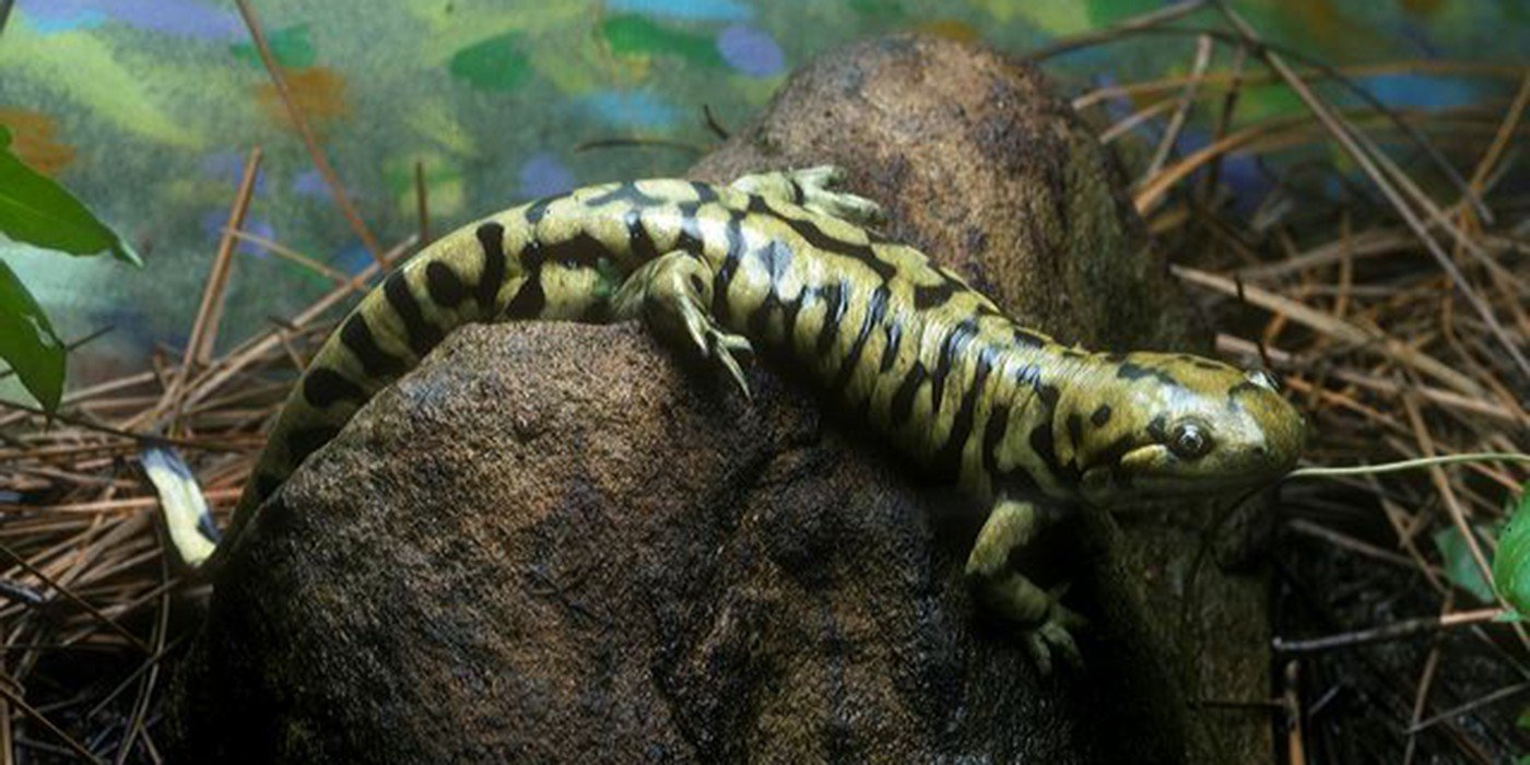Barred Tiger Salamander