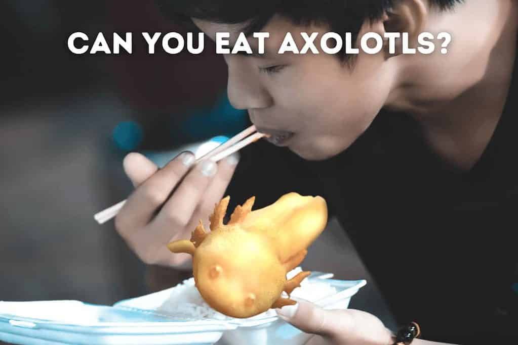 Can You Eat Axolotls