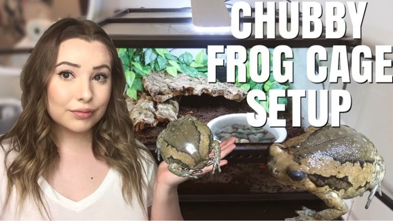 Chubby Frog Care