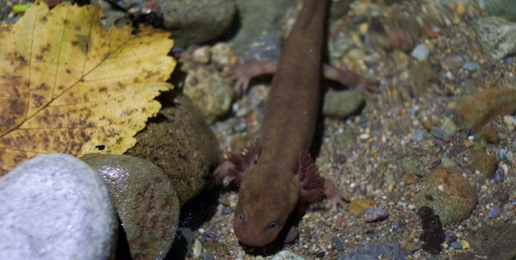 Cope'S Giant Salamander