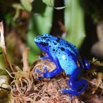 Dart Frog Care