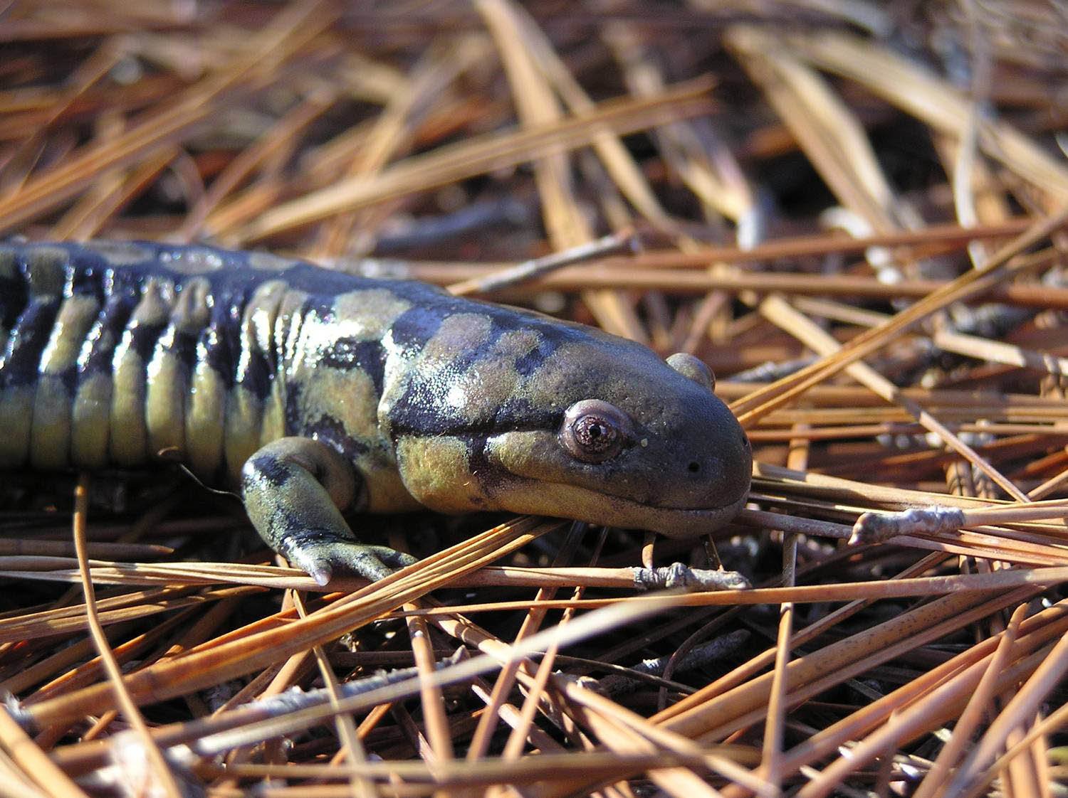 Eastern Tiger Salamander