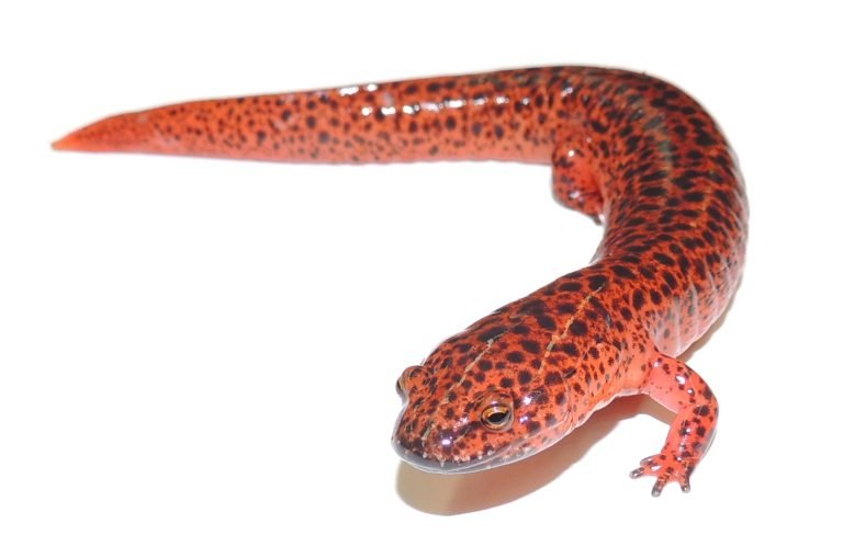 Giant Red Salamander