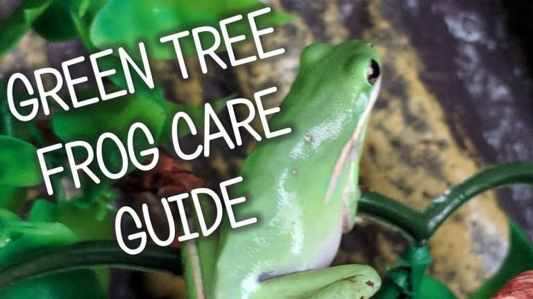 Green Tree Frog Care