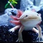 How Long Does Axolotls Live