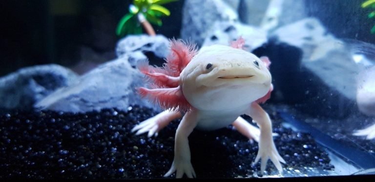 How Long Does Axolotls Live