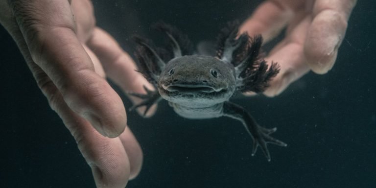 How Many Axolotls are Left