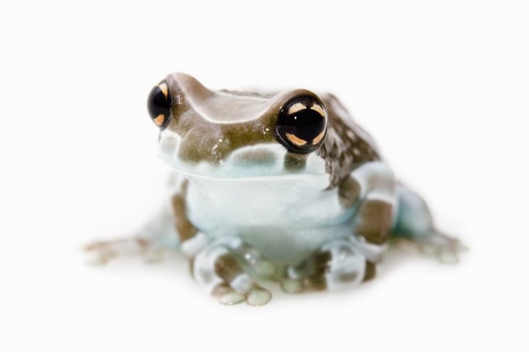 Milk Frog Care