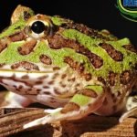 Pacman Frog Care