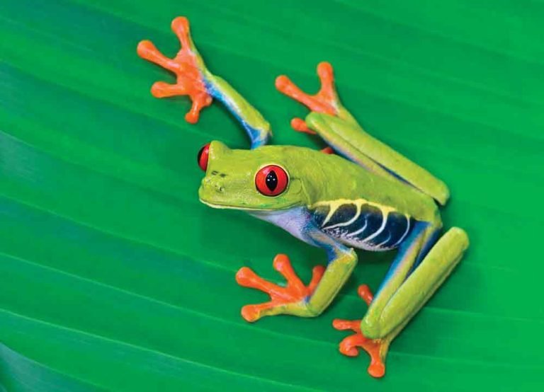 Red Eyed Tree Frog Care