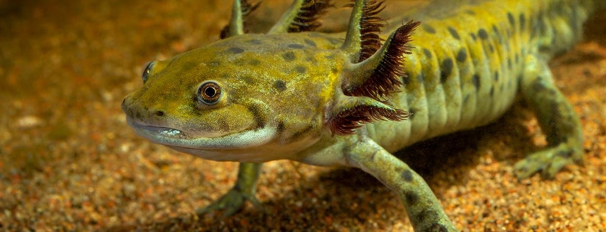 Tiger Salamander Arizona