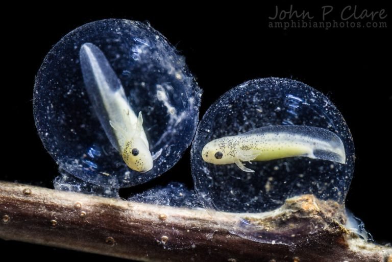 Tiger Salamander Eggs