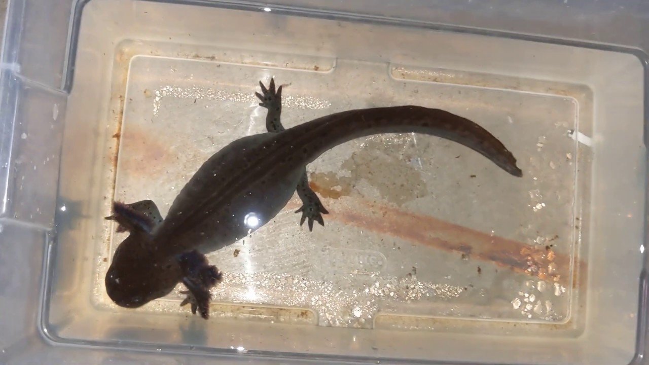 Tiger Salamander Vs Axolotl