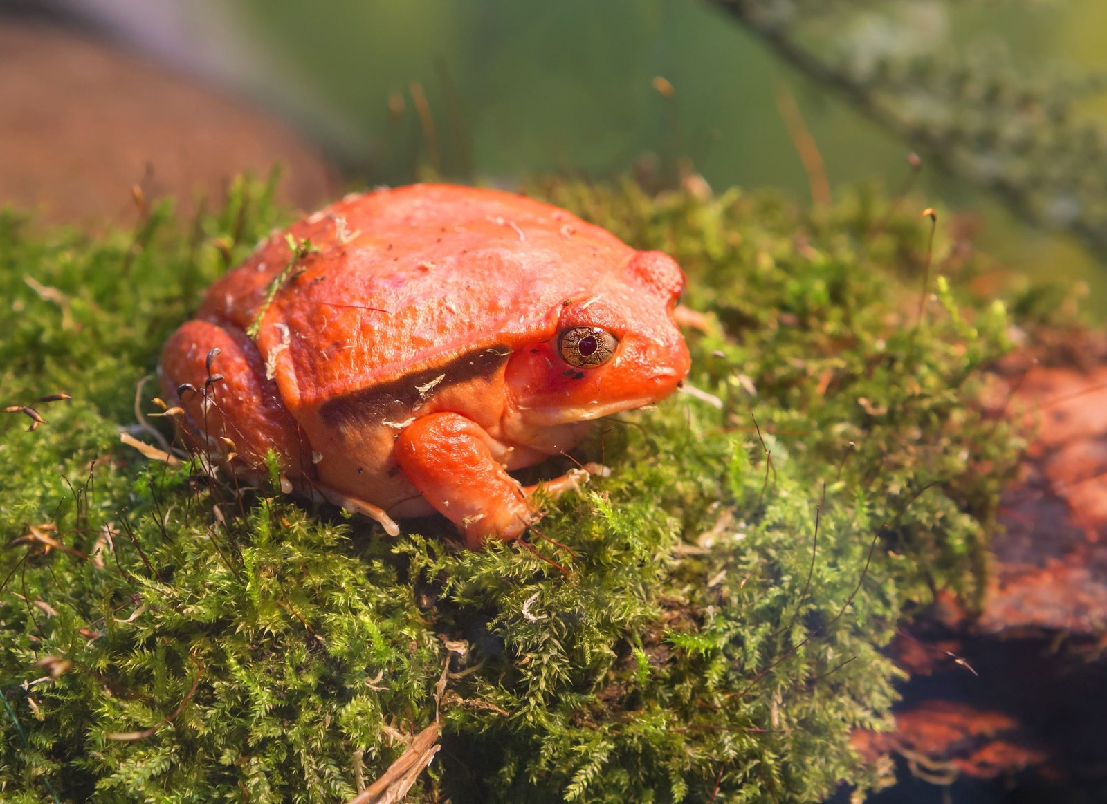 Tomato Frog Care