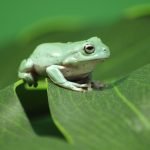 White Tree Frog Care