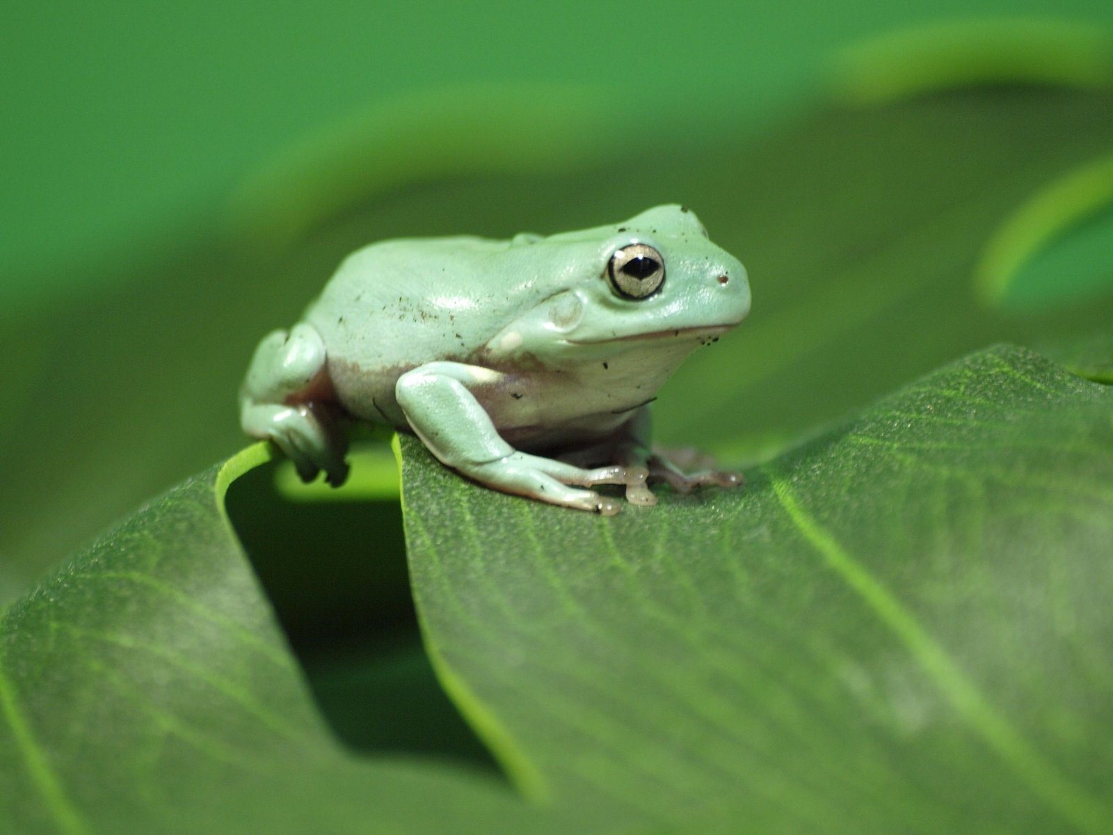 White Tree Frog Care