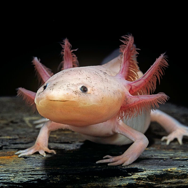 Why are Axolotls So Popular
