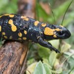 Why are Salamanders Associated With Fire