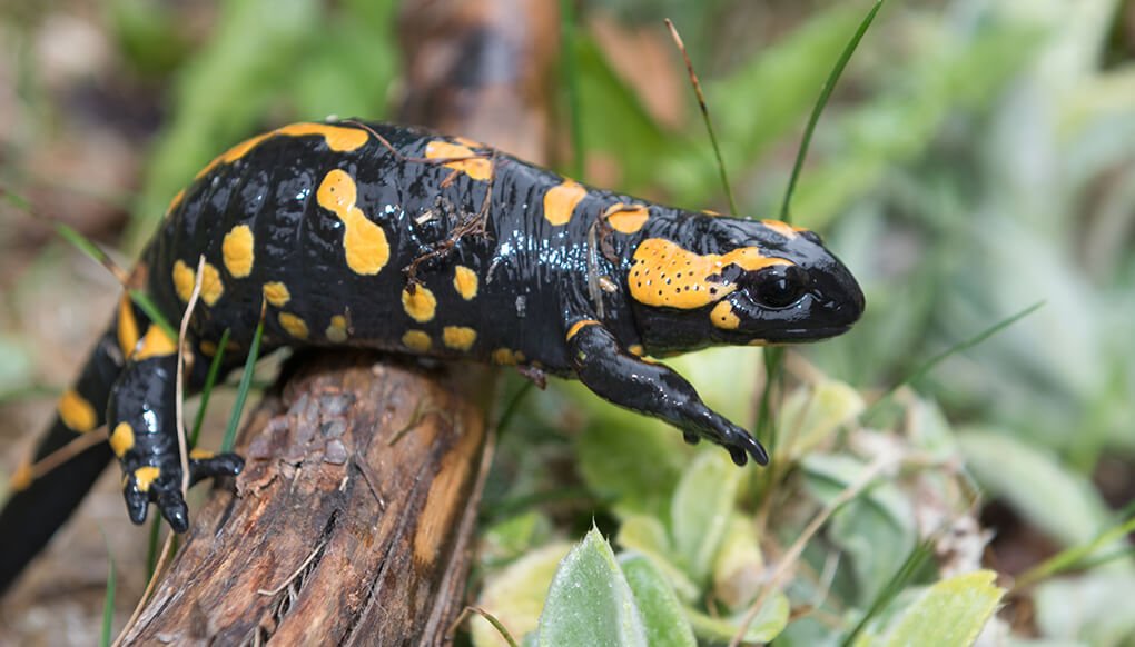 Why are Salamanders Associated With Fire