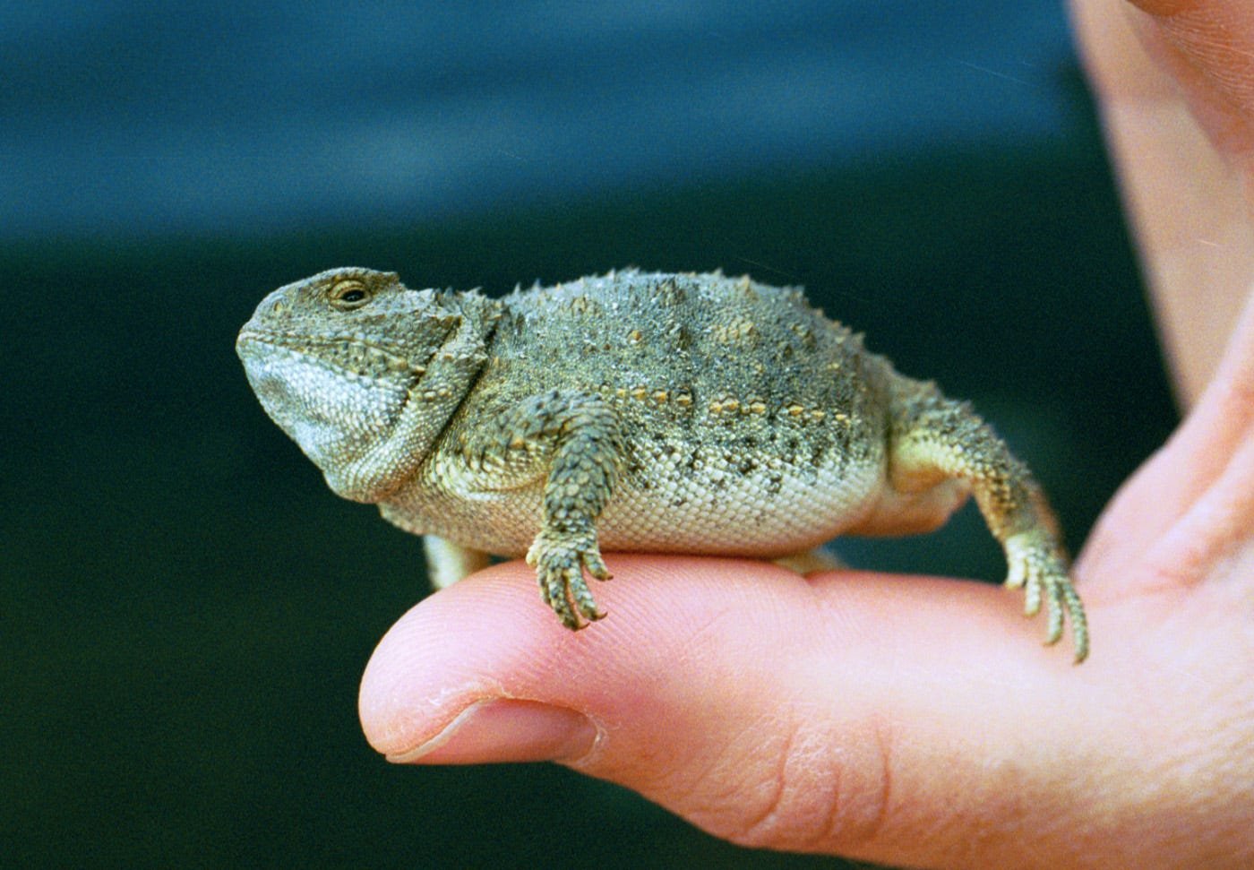 Can You Have a Horned Toad As a Pet?