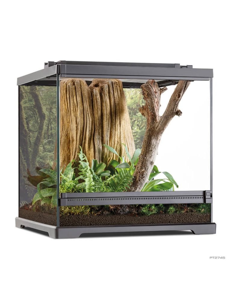 Pet Frog Habitat