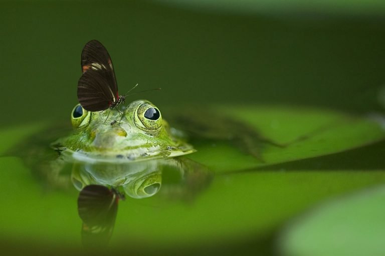 What Do Pet Frogs Need to Survive