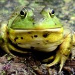 What Does A Bullfrog Sound Like?