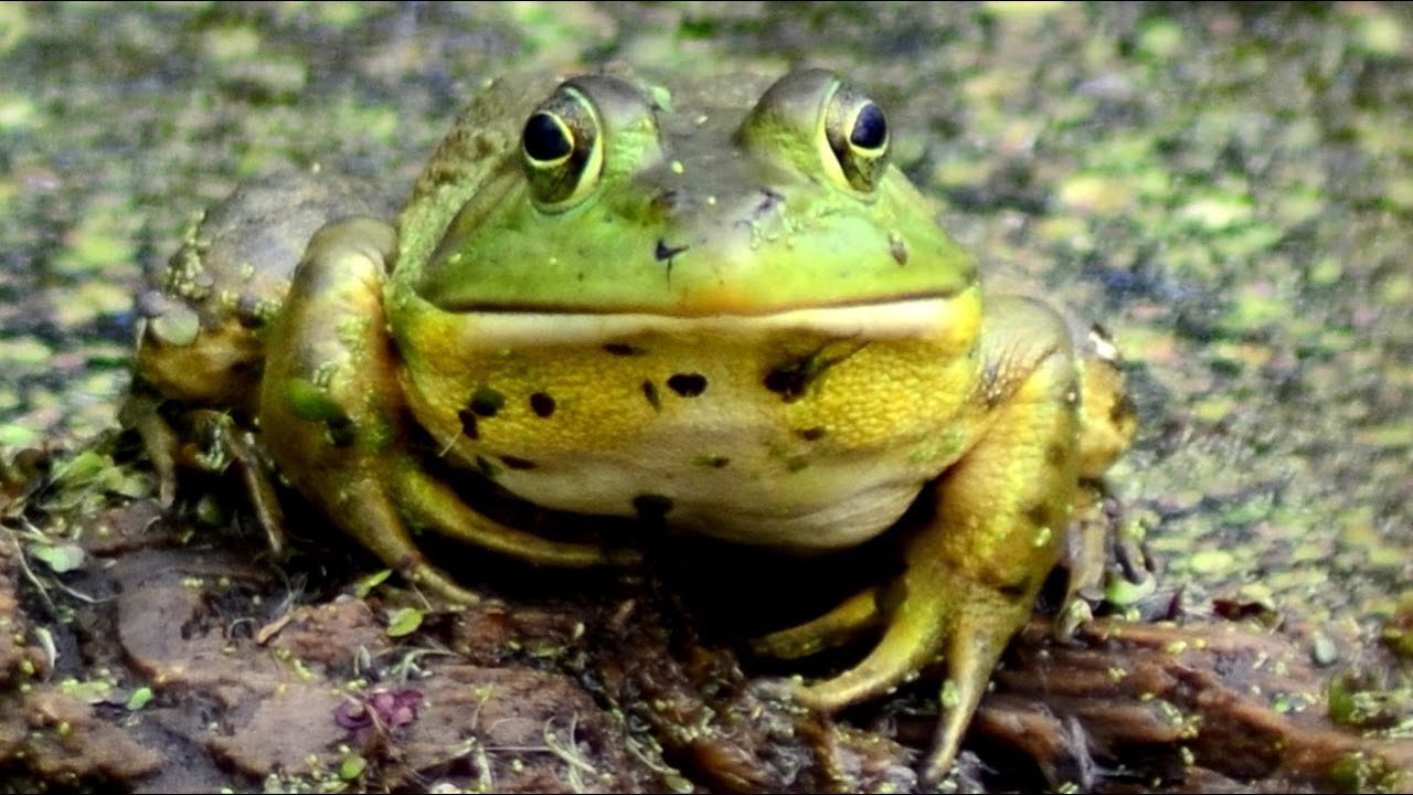 What Does A Bullfrog Sound Like?