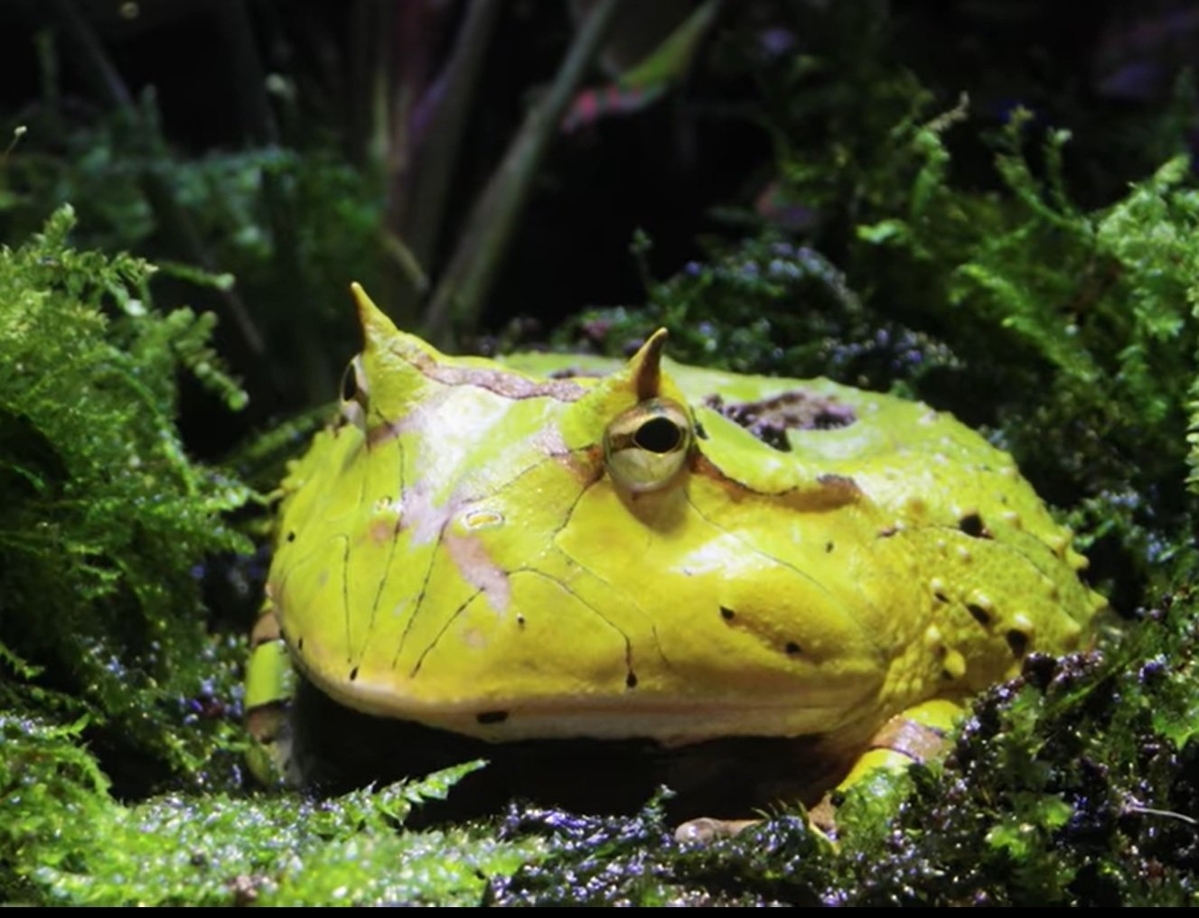 Pet Horned Frog
