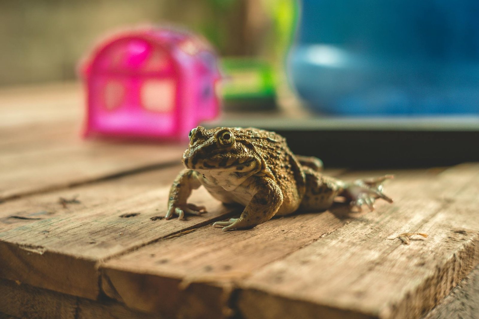 Pet Frog Lifespan - AMPHIPEDIA
