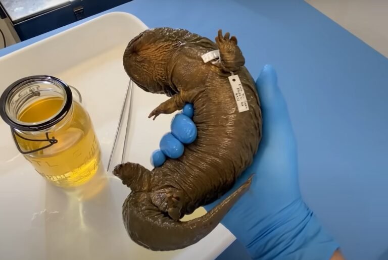 Giant Pacific Salamander